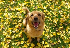 Um cão feliz que siitting na grama com as folhas de outono amarelas imagens de stock royalty free Um cão feliz que siitting na grama com as folhas de outono amarelas imagens de stock royalty free