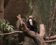 Um De Brazza Macaco imagens de stock royalty free Um De Brazza Macaco imagens de stock royalty free