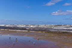 Um dia ventoso na costa do golfo de Riga Jurmala, Letónia - em agosto de 2017 fotos de stock Um dia ventoso na costa do golfo de Riga Jurmala, Letónia - em agosto de 2017 fotos de stock