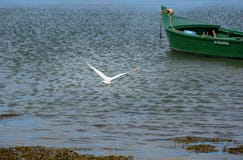 Um egret pequeno que voa afastado com um barco verde no fundo imagem de stock royalty free Um egret pequeno que voa afastado com um barco verde no fundo imagem de stock royalty free