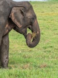 Um elefante asiático no perfil que come a grama no parque nacional de Minneriya em Sri Lanka fotografia de stock Um elefante asiático no perfil que come a grama no parque nacional de Minneriya em Sri Lanka fotografia de stock