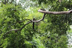 Um esquilo gigante preto no ramo imagem de stock Um esquilo gigante preto no ramo imagem de stock
