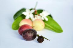 Um fruto Carissa Carandas com cores diferentes imagens de stock royalty free Um fruto Carissa Carandas com cores diferentes imagens de stock royalty free