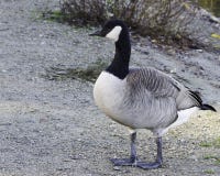 Um ganso novo de Canadá que anda ao longo do lado da lagoa imagem de stock Um ganso novo de Canadá que anda ao longo do lado da lagoa imagem de stock