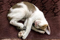 Um gatinho bonito da chita do sono com uma postura engraçada imagens de stock Um gatinho bonito da chita do sono com uma postura engraçada imagens de stock
