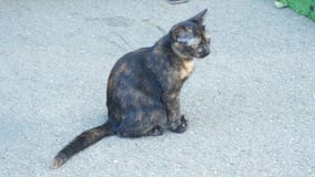 Um gatinho cinzento desabrigado na rua 4K video estoque Um gatinho cinzento desabrigado na rua 4K video estoque