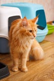 Um gato adulto da raça de Maine Coon na perspectiva de um toalete do ` s do gato Tigre do vermelho da cor do gato foto de stock royalty free Um gato adulto da raça de Maine Coon na perspectiva de um toalete do ` s do gato Tigre do vermelho da cor do gato foto de stock royalty free