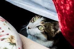 Um gato está olhando fixamente debaixo de uma tabela imagens de stock Um gato está olhando fixamente debaixo de uma tabela imagens de stock