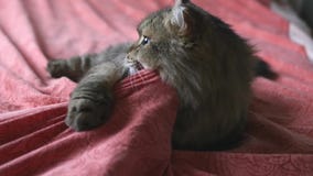 Um gato macio está jogando com uma mão sob o véu, mordendo, agarrando slowmotion, 1920x1080, hd vídeos de arquivo Um gato macio está jogando com uma mão sob o véu, mordendo, agarrando slowmotion, 1920x1080, hd vídeos de arquivo