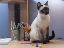 Um gato siamese está sentando-se fotografia de stock Um gato siamese está sentando-se fotografia de stock