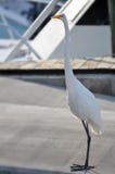 Um grande egret branco que olha a câmera com uma expressão aberta engraçada ou surpreendida do bico com sala para a cópia imagens de stock royalty free Um grande egret branco que olha a câmera com uma expressão aberta engraçada ou surpreendida do bico com sala para a cópia imagens de stock royalty free