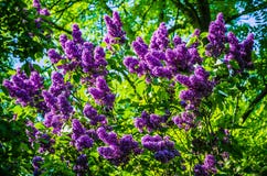 Um grupo bonito de flores lilás das flores com algumas folhas verdes Flores lilás no jardim imagem de stock Um grupo bonito de flores lilás das flores com algumas folhas verdes Flores lilás no jardim imagem de stock