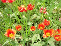 Um grupo das tulipas foto de stock Um grupo das tulipas foto de stock