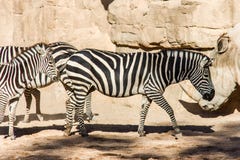 Um grupo de zebras que pastam em uma paisagem rochosa fotos de stock Um grupo de zebras que pastam em uma paisagem rochosa fotos de stock