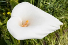 Um l?rio de Calla branco bonito no jardim em condi??es naturais, fim acima imagens de stock royalty free Um l?rio de Calla branco bonito no jardim em condi??es naturais, fim acima imagens de stock royalty free