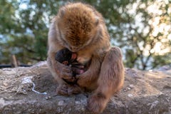 Um macaque de Barbary com bebê recém-nascido imagens de stock Um macaque de Barbary com bebê recém-nascido imagens de stock