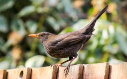Um melro fêmea inglês foto de stock Um melro fêmea inglês foto de stock