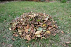 Um montão das folhas varridas junto com um ancinho em um prado no jardim as folhas entram em uma cubeta fotografia de stock Um montão das folhas varridas junto com um ancinho em um prado no jardim as folhas entram em uma cubeta fotografia de stock