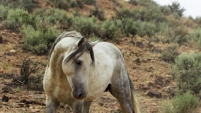 Um mustang selvagem da baía do rebanho do cavalo selvagem de Onaquai Estando estoicamente no deserto de Nevada, Estados Unidos foto de stock Um mustang selvagem da baía do rebanho do cavalo selvagem de Onaquai Estando estoicamente no deserto de Nevada, Estados Unidos foto de stock