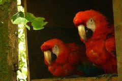 Um par escarlate das araras que sentam-se próximos um do outro fotos de stock Um par escarlate das araras que sentam-se próximos um do outro fotos de stock