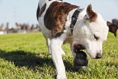 Brinquedo da mastigação do cão de Pitbull Grabbinbg na grama do parque imagem de stock Brinquedo da mastigação do cão de Pitbull Grabbinbg na grama do parque imagem de stock
