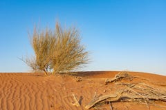 Um plano verde solitário do deserto senta-se entre varas secas na areia alaranjada modelada e textured com um fundo do céu azul fotografia de stock royalty free Um plano verde solitário do deserto senta-se entre varas secas na areia alaranjada modelada e textured com um fundo do céu azul fotografia de stock royalty free