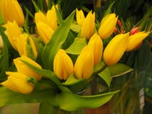 Um ramalhete de tulipas amarelas fotografia de stock Um ramalhete de tulipas amarelas fotografia de stock