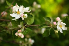Um ramo de uma árvore de maçã com flores brancas e botões, no pomares fotografia de stock royalty free Um ramo de uma árvore de maçã com flores brancas e botões, no pomares fotografia de stock royalty free