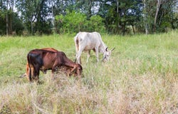 Um rebanho das vacas que estão para comer a grama em pastos verdes foto de stock royalty free Um rebanho das vacas que estão para comer a grama em pastos verdes foto de stock royalty free