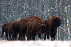 Um rebanho do bonasus do bisonte do aurochs que está no campo do inverno diverso grande bisonte marrom no fundo da floresta Bison imagem de stock Um rebanho do bonasus do bisonte do aurochs que está no campo do inverno diverso grande bisonte marrom no fundo da floresta Bison imagem de stock