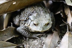 Um sapo foto de stock royalty free Um sapo foto de stock royalty free