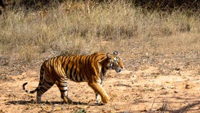 Um tigre irritado na floresta fotos de stock Um tigre irritado na floresta fotos de stock