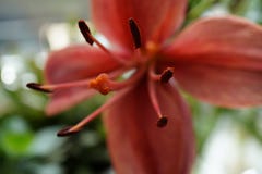 Um tiro macro de um hemerocallis colorido imagens de stock Um tiro macro de um hemerocallis colorido imagens de stock