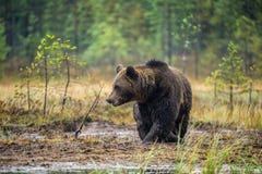 Um urso marrom no pântano Urso de Brown grande selvagem adulto Nome científico: Arctos do Ursus Habitat natural, estação do outon fotos de stock royalty free Um urso marrom no pântano Urso de Brown grande selvagem adulto Nome científico: Arctos do Ursus Habitat natural, estação do outon fotos de stock royalty free
