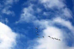 Um voo de gansos de craca, Suécia imagem de stock Um voo de gansos de craca, Suécia imagem de stock