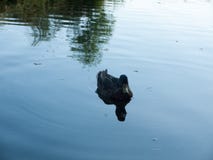Um único pato selvagem fêmea em um lago imagens de stock royalty free Um único pato selvagem fêmea em um lago imagens de stock royalty free