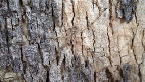 Uma aranha longa da madeira ou da árvore do pé combinada e misturada com a cor da árvore foto de stock Uma aranha longa da madeira ou da árvore do pé combinada e misturada com a cor da árvore foto de stock