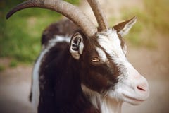 Uma cabra manchada está contra um pasto verde fotos de stock Uma cabra manchada está contra um pasto verde fotos de stock