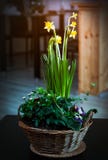 Uma composição bonita de flores da mola com narcisos amarelos e do outro crescimento de flores da mola em uma cesta imagens de stock royalty free Uma composição bonita de flores da mola com narcisos amarelos e do outro crescimento de flores da mola em uma cesta imagens de stock royalty free