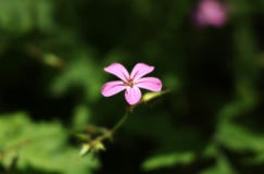Uma da flor a mais ocasional em Europa Nomeado como Erva-Robert, o pisco de peito vermelho vermelho ou a morte vêm rapidamente imagens de stock royalty free Uma da flor a mais ocasional em Europa Nomeado como Erva-Robert, o pisco de peito vermelho vermelho ou a morte vêm rapidamente imagens de stock royalty free