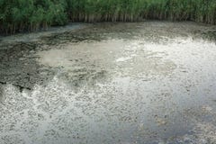 Uma grande quantidade de lixo que polui nossas águas Qualidade de maré baixa Água potável má fotos de stock Uma grande quantidade de lixo que polui nossas águas Qualidade de maré baixa Água potável má fotos de stock