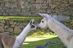 Uma Lama do bebê e a Lama fêmea estão beijando-se na área de Machu Picchu foto de stock royalty free Uma Lama do bebê e a Lama fêmea estão beijando-se na área de Machu Picchu foto de stock royalty free