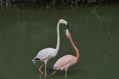 Uma manhã para Flamingous romântico foto de stock Uma manhã para Flamingous romântico foto de stock