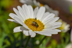 Uma mosca verde visita uma margarida branca e amarela em um grupo de wildflowers foto de stock Uma mosca verde visita uma margarida branca e amarela em um grupo de wildflowers foto de stock