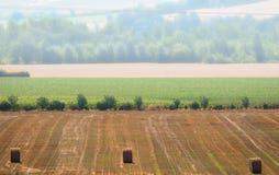 Uma paisagem quieta da manhã com um campo de trigo na névoa a fotografia de stock Uma paisagem quieta da manhã com um campo de trigo na névoa a fotografia de stock