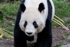 Uma panda gigante fêmea anda com sua cabeça para baixo fotografia de stock royalty free Uma panda gigante fêmea anda com sua cabeça para baixo fotografia de stock royalty free