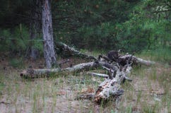 Uma pilha dos logs velhos esquecidos na floresta após abater Não longe do lugar de carga velho visto entra caminhões da madeira fotografia de stock Uma pilha dos logs velhos esquecidos na floresta após abater Não longe do lugar de carga velho visto entra caminhões da madeira fotografia de stock