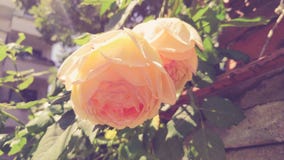 Uma rosa bege bonita imagens de stock royalty free Uma rosa bege bonita imagens de stock royalty free