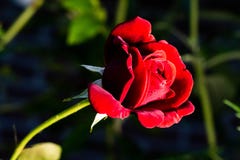 Uma rosa bonita do vermelho mostra sua beleza foto de stock Uma rosa bonita do vermelho mostra sua beleza foto de stock
