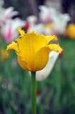 Uma tulipa amarela Imagem de Stock Uma tulipa amarela Imagem de Stock